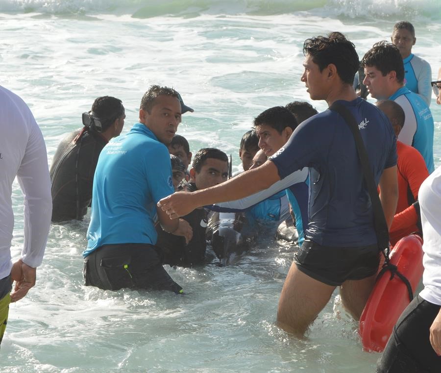 nado-con-delfines-cancun-rescate nado-con-delfines-cancun-rescate