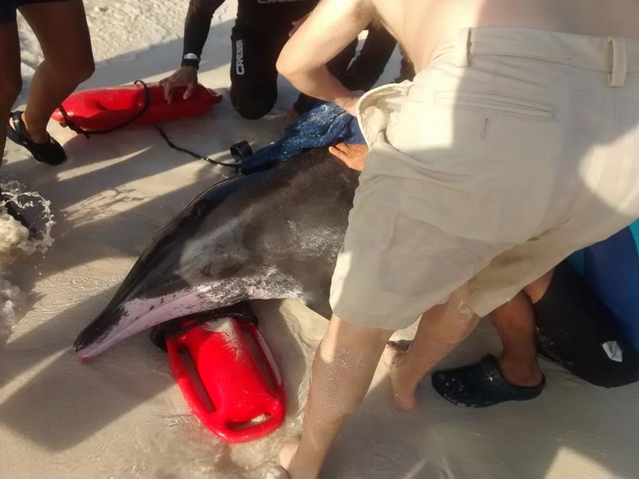nado-con-delfines-cancun-rescate nado-con-delfines-cancun-rescate