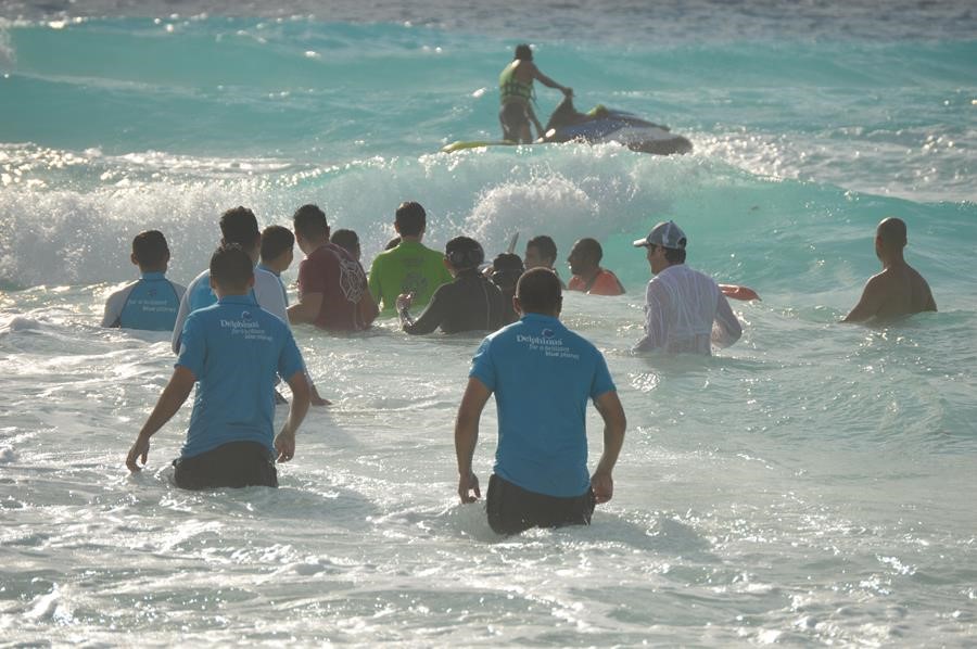 nado-con-delfines-cancun-rescate nado-con-delfines-cancun-rescate