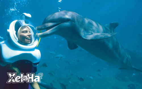 dolphin-trek-sea-trek-nado-con-delfines-en-cancun.png