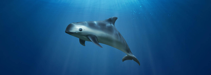 vaquita_marina-nada con delfines_-_Delphinus.png