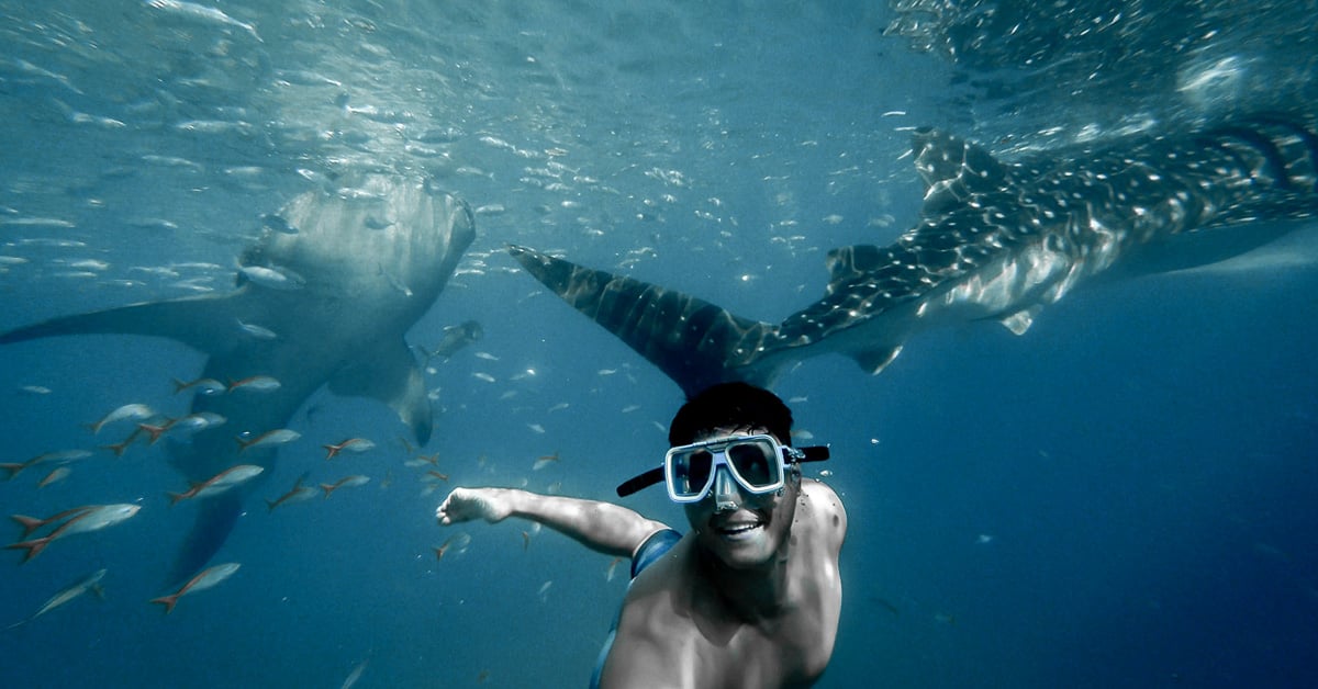 como-es-nadar-con-tiburon-ballena