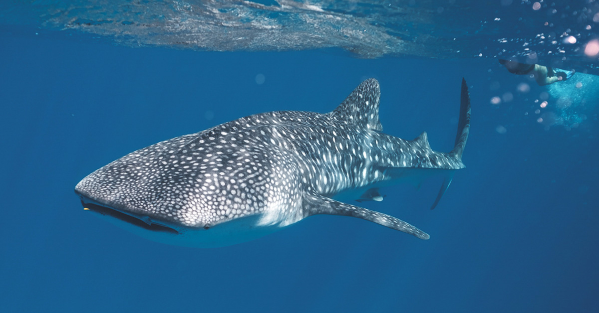 Donde ver y nadar con tiburones ballena en México