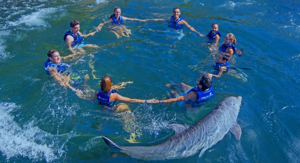 Actividades en Quintana Roo con delfines