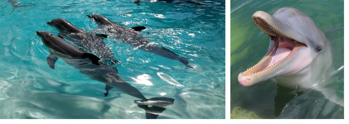 bienestar de delfines-delphinus