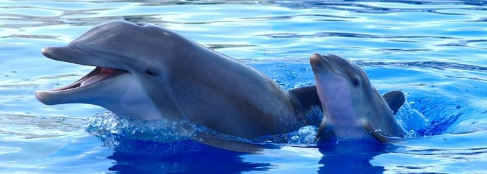 delphinus-maternidad.jpg