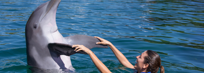 lee-esto-antes-de-un-nado-con-delfines-en-cancun.png