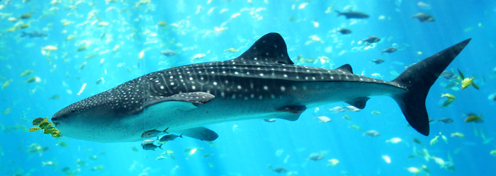 tiburon-ballena-Delphinus.png